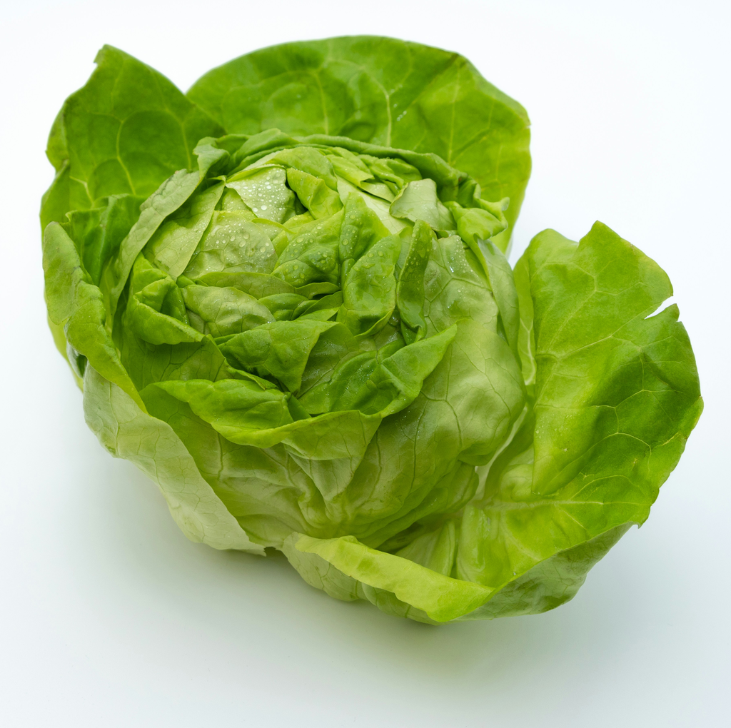 Lechuga Orejona