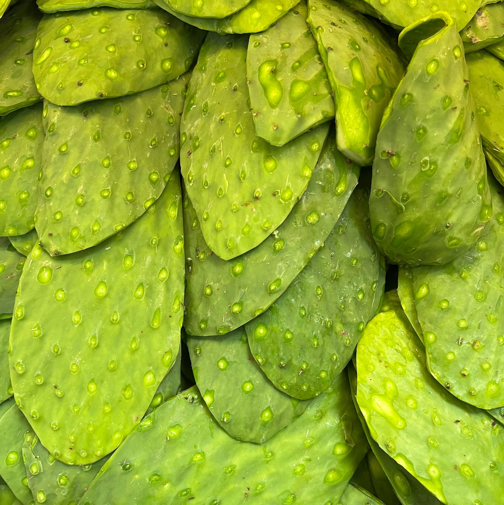 Nopal